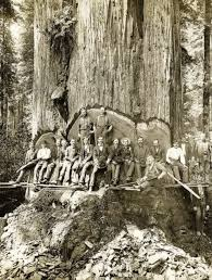Rare bohemian grove photos showcasing high-profile members during private summer gatherings